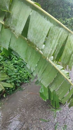 Satisfying Rain Drops Falling in 4K 🌧️ #Shorts