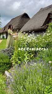 🌿 MEDIEVAL HERBS 🌿 History AND herbs? Yes please! 🧚‍♂️ Boiling mandrake roots for love potions, filling pillows with sprigs of rosemary to attract true love 💚, hanging St. Johns Wort over doorways to keep bad spirits and witches away, using yarrow in divination practices and deadly Nightshade for hexes and curses; medieval people were well into their herbs! ✨ Not just for the magical and medicinal, but for the practical too! They fragranced their linens with lavender, strew their floors with