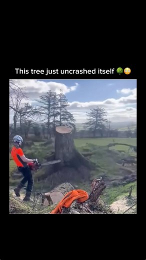 This tree just uncrashed itself 🌳😳 #shorts