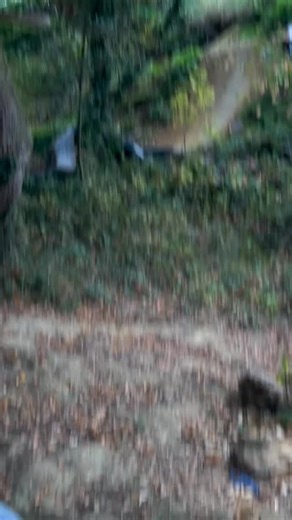 @cassondowning in the woods by @matt_paine_ Fall is falling; enjoy! #bmx #profilebmx #profileracing #bikes #trails @profileeurope | Profile Racing
