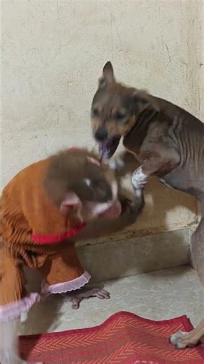 dog always angry monkey 🐵 #dog #angry #monkey #animals #shorts