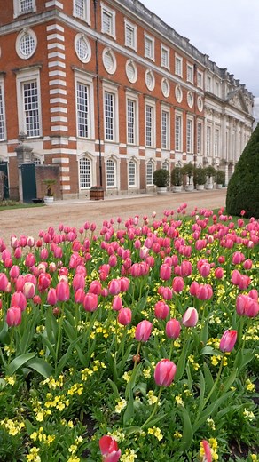 🌷 Bloomin’ lovely 🌷 Our annual Tulip Festival at Hampton Court Palace begins today! Come and see over 100,000 tulips in bloom across the Palace gardens 🤩 🎥 Hampton Court Palace Head Gardener Graham Dillamore tells us more... 🗓️ 08 April - 29 April 2024 🎟️ https://brnw.ch/21wIBqI | Hampton Court Palace