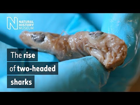 Are two heads better than one? Why 2-headed sharks are more than curiosities |Natural History Museum