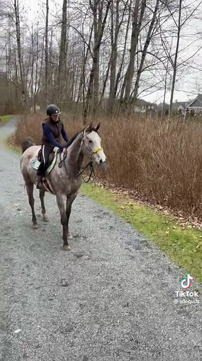 Mastering Horse Trail Riding: Essential Lessons & Tips