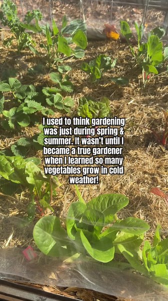 Why home vegetable gardens are easy to start