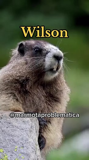 Marmot Wilson Calling Funny Videos Compilation