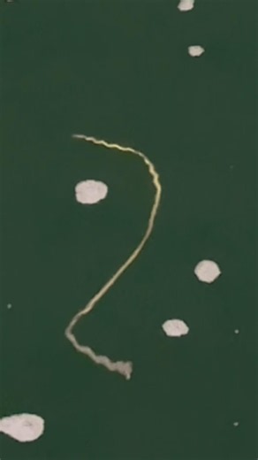 Nighttime Mystery Worm Swims in Mission Bay! Fireworm or What? 🪱🌊🎣