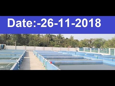 Biofloc fish farming in #Bangladesh