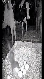 “Funny Weasel Tries to Steal Eggs – Epic Moment!” • • • • • #wildlife #wildlifephotography #nature #animals #racoons #naturephotography #squirell #raccoonlife #ferret #porcupine #babyraccoon #babydeer #raccoonlove #ermine #racoon #art #vulpesvulpes #animal #weasels #mammals #cuteanimals #stoat #waschbär #turtle #ferrets #naturelovers #platypus #illustration #ferretsofinstagram #cute | Caught On Camera