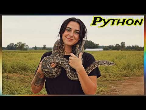 Deadly python in the hands of a brave girl