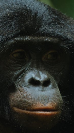 Sisterhood plays an essential role in the life of the female bonobo 🫶 #NatGeoQueens, narrated by Angela Bassett, is now streaming on Disney and Hulu. | National Geographic Animals