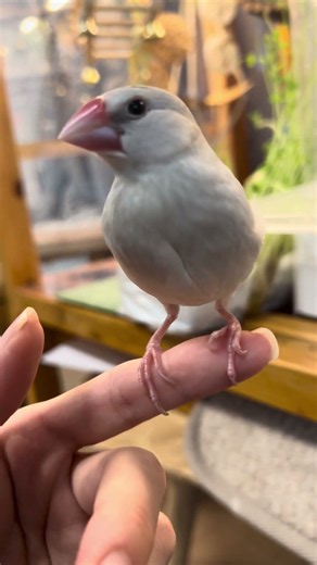 ただいま！ねむちゃん。お留守番ありがとう！ #bird #文鳥 #癒し #シルバー文鳥