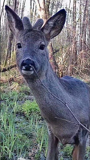 Roe deer in spring. Animal world documentary