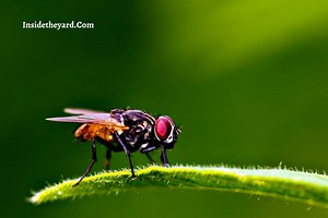 4 Bugs That Look Like Grasshoppers But Fly Noticed In Your Lawn? - Inside The Yard
