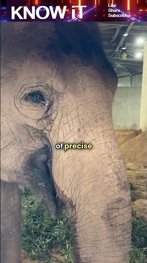 How many Muscles does an Elephant’s Trunk have?