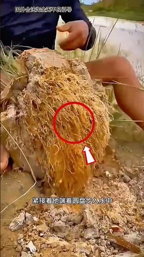 If you find a jungle shrub, don't let it go || #trending #shortvideo