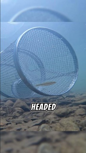 “Best Minnow Trapping Bait: Catch More Minnows Fast!” #fishing #fishingtips