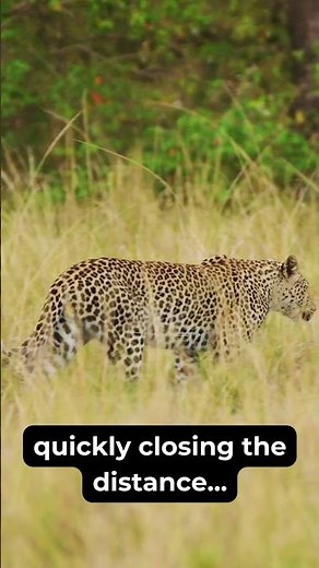 You won't BELIEVE how fast this leopard can run