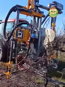 Cum se fac taierile in podgorii la vita de vie #gradina #reels | Micul Grădinar