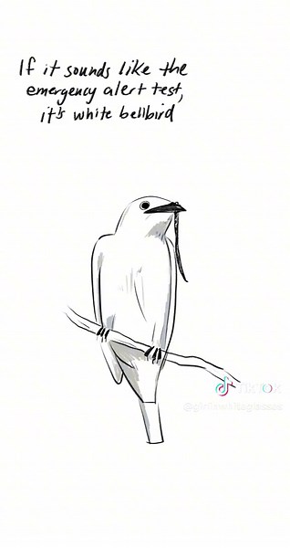 Found around the Amazon rainforest the white bellbird is the loudest bird in the world with recorded sounds up to 125 dB or about your average rock concert. #birds #whitebellbird