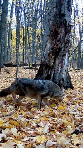 Coyote Scrounges