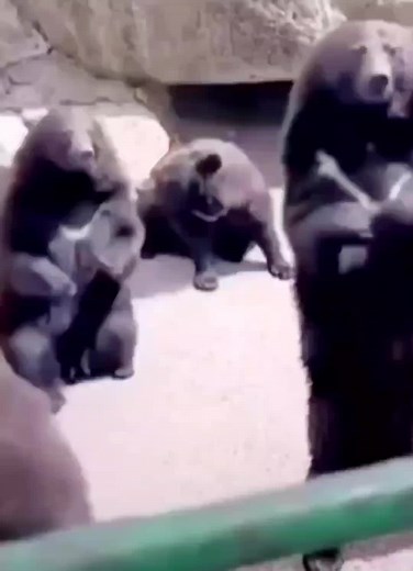 Hilarious Mud Throw Meme Compilation