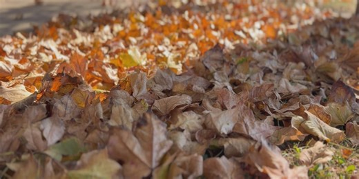 2 Quad Cities communities begin fall leaf collection programs