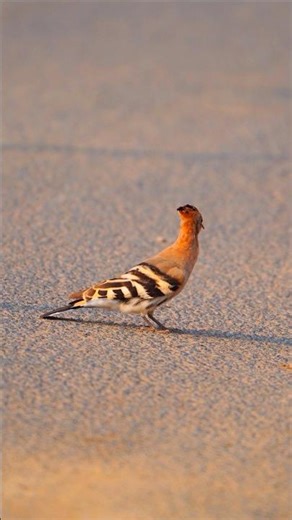 Common Hoopoe🐦 also known as the Eurasian hoopoe