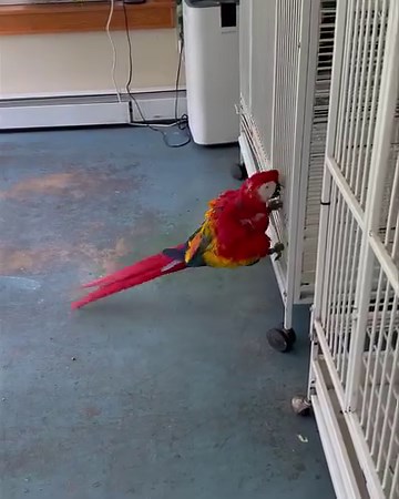 Busted! Budgie (scarlet macaw) let himself out of his cage this afternoon. All you have to do is tell him to go home. | A Helping Wing Parrot Rescue
