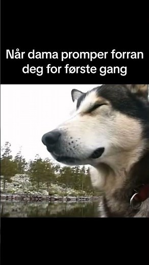 Du er ikke Lars Monsen selvom du har runket litt i skogen #larsmonsen #norskhumor #norge