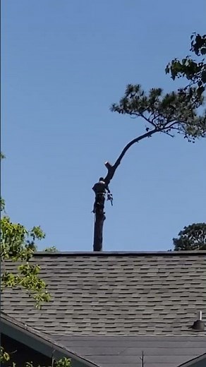 How to cut down a tree perfectly. Performed by a professional.