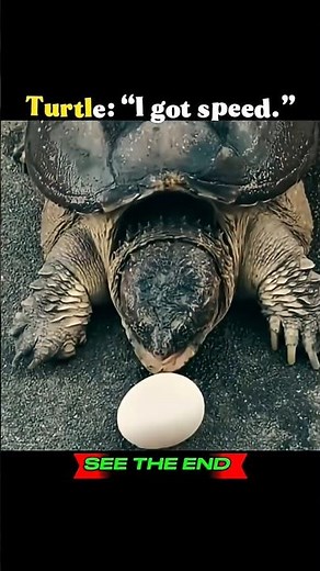 Turtle speed vs cat reflex — who wins?” 🐢🐈💨 #cat #catvsturtle #trendingshorts #viralshort #viral