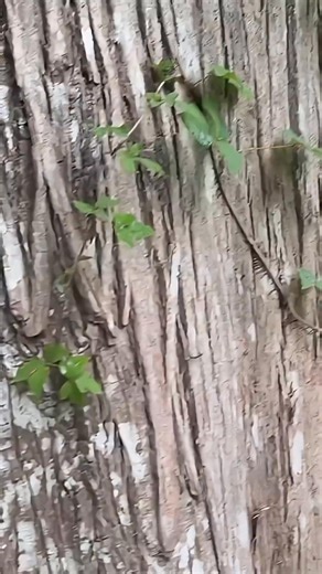 We Found a Ballroom Hidden Inside a Cave 💃 #HiddenCave #BallroomMystery #TrueCrime #CreepyFinds #Exploration #UrbanLegend #Suspense #DarkHistory #CuriousDiscoveries #BizarrePlaces | Depths of History