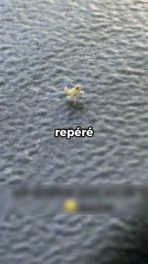 Cet Insecte Veut Faire le Buzz 😂