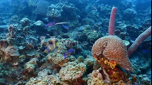 Queen Angelfish in coral reef of Caribbean Sea, Curacao