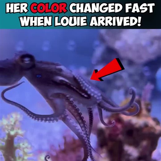 This octopus experiment was very challenging #octopus #petoctopus #thereefdoc #creatorsearchinsights