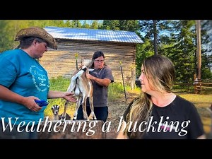 SIMPLE goat castration, done two ways. #goats #castration #banding #wether