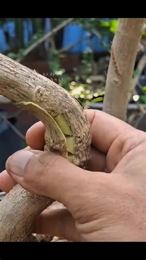 V-bend technique without damaging the bark #fblifestyle | Karimun Java