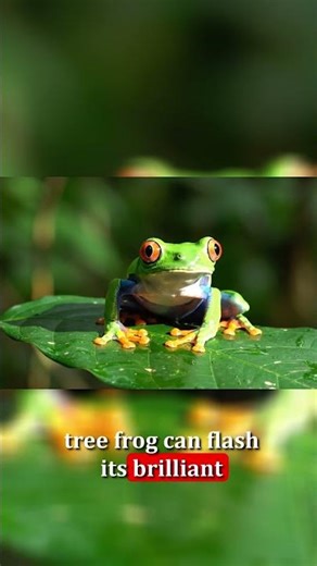 Red-eyed Tree Frog: Nature's Startle Show