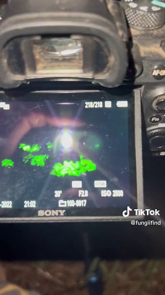 Bioluminescent Mushrooms in Forest - Glowing Fungi Exploration