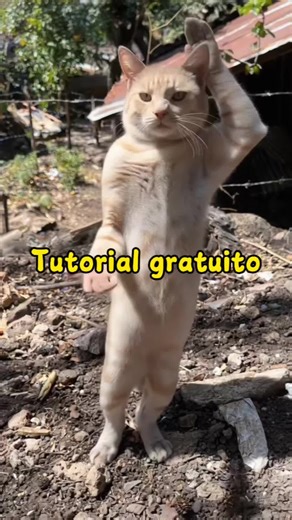 This video is a surefire hit! Create eye-catching viral cat dance videos easily, even for AI beginners Yellow kitten dancing with paws up video Social cat shaking paws crazy dance Standing dancing cat The most popular social cat sway dance online Social cat viral beat dance video Standing sway cat dance footage Douyin's popular yellow kitten dance AI generated cat viral dance tutorial AI generated social cat viral dance tutorial Stable Diffusion parameters for standing sway cat dance video Runwa