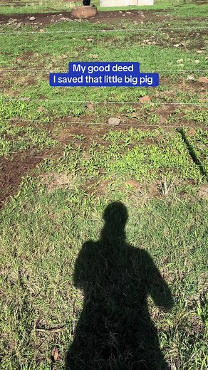 Heartwarming Moments Between a Pig and a Dog