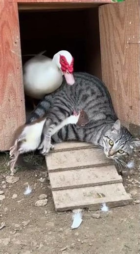 Hero Cat Saves Ducklings from Weasel Attack