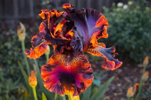 Fire Glow Pattern Bearded Iris Seeds – Perennial Flower Seeds for Garden Beds - Etsy