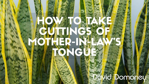 Sansevieria trifasciata commonly known as Mother-in-Law's Tongue or Snake Plant is a great house plant to have in your home and you can take cuttings of it to give as a gift. Now if you take cuttings from a variegated plant like I do here, the plant won't necessarily stay that way, instead it is likely to revert to a lovely green colour. This reversion is likely to be caused by the plants own genetic code resetting itself from it's mutated or variegated form. When repotting any plants, remember 