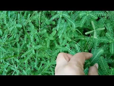 Phyllanthus Niruri - A Wonder Plant