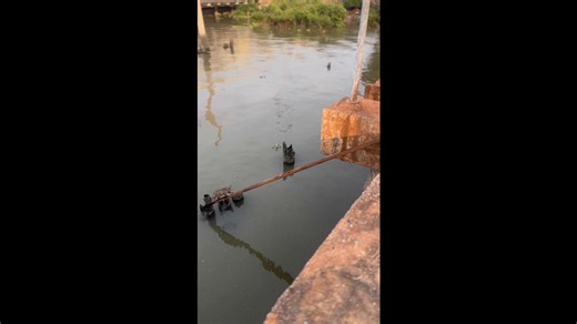 Stranded kitten rescued from river with long plank for it to walk up