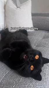this is not what i thought i was signing up for inspo: @rocky.the.black.cat | Clementine The Halloween Cat