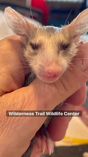 Update on little opossum that was infested with the maggots. Crashette. #opossum #opossumsofinstagram #marsupial #maggots #infestation #rescue #wildlife #babyanimals | Wilderness Trail Wildlife Center Furwin