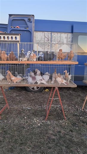 targ monor #viatalatara #porumbei #pigeon #monor #fyp TikTok